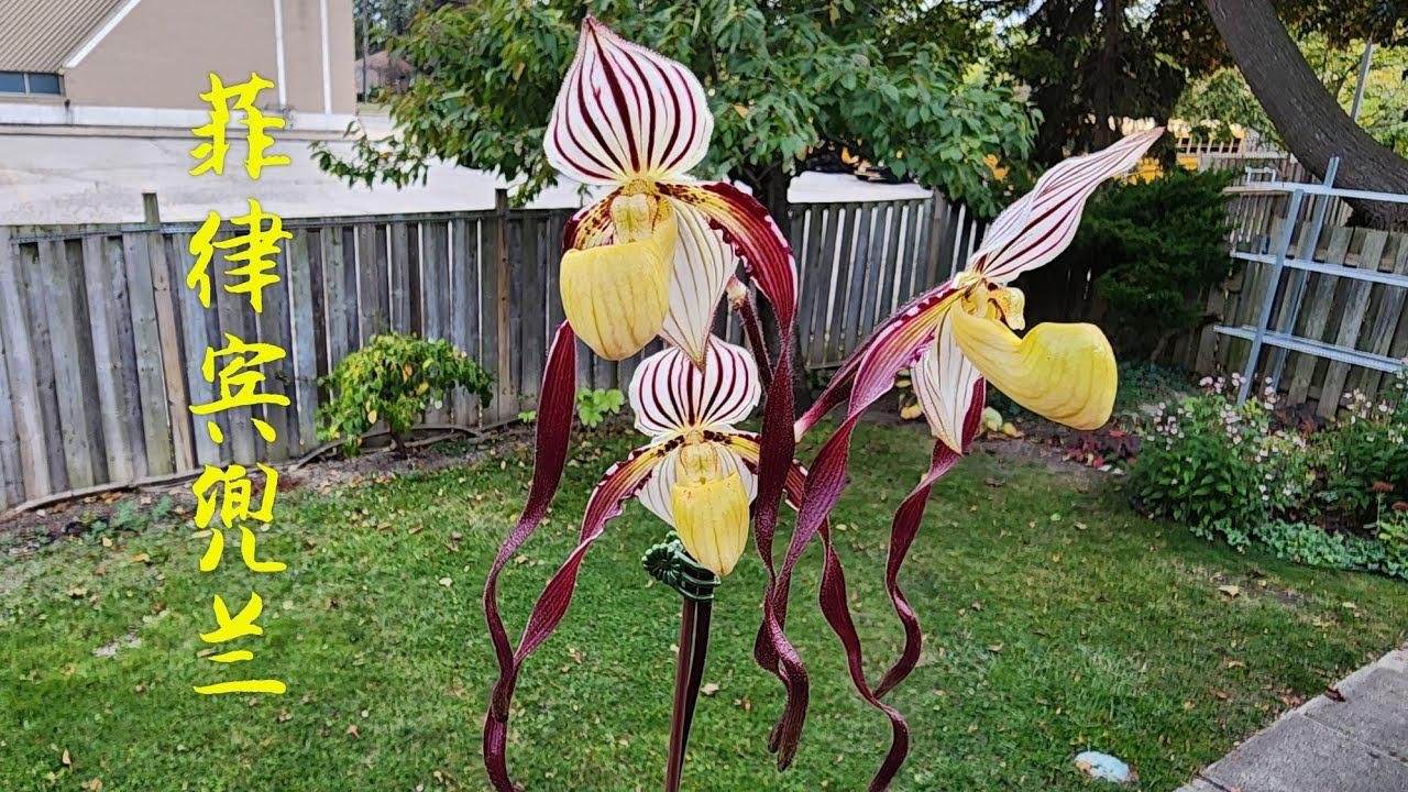 Sophie S Garden Paphiopedilum Philippinense Videos Sophie S