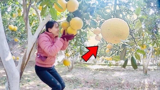 How To Harvest Pomelo In My Village Amazing Agriculture