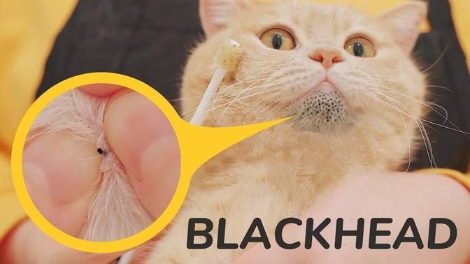 Cat S Blackheads Removal Satisfying Dr Pimple Popper Cat Feline