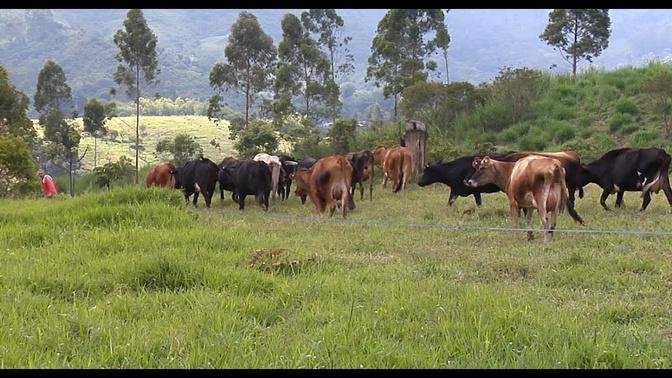 Ganader A De Leche Ganader A Jj Fondo Emprender Sena Salento Quind O