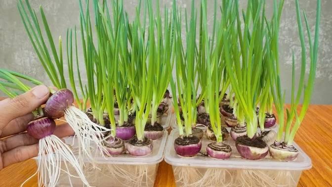 The Easiest Way To Grow Onions Hydroponically In Box Lots Of Leaves