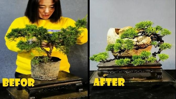 How To Bend A Bonsai Great Bonsai Bending Skills Videos Love