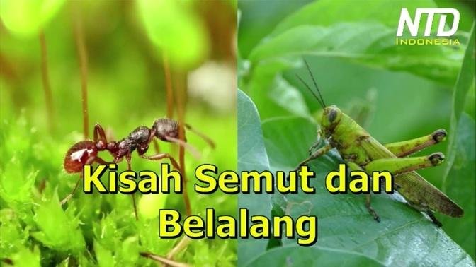 Kisah Inspiratif Semut Dan Belalang