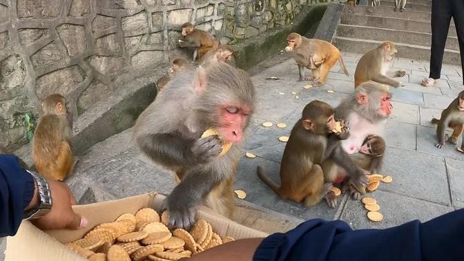 This is how monkeys fight to eat | Monkey like to eat biscuit and corn | feeding hungry monkey & dog