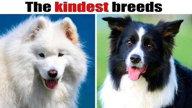 9 Kindest dog breeds in the world. | Videos | Dognified | Gan Jing World