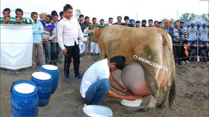 World Highest Milking Modern Jersey Cow Breed