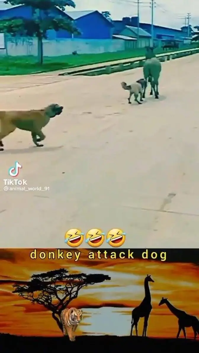 Donkey Attack Dog