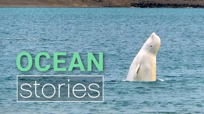 Learning to Speak Whale | Ocean Stories