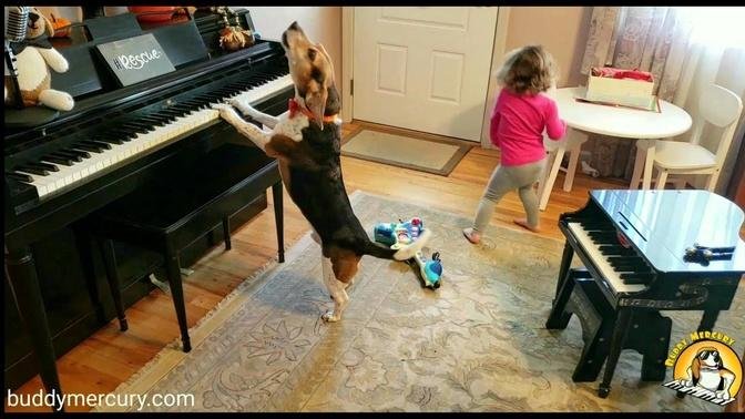 🎶🎶 If you're happy and you know it clap your paws!!! 🎶🎶 AROO!!! (Feat. Buddy Mercury piano dog) 