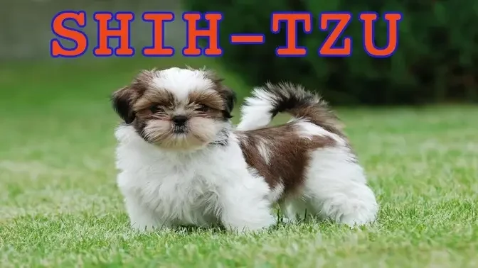 LoHa Pet Shop bán Chó Shihtzu siêu dễ thương - Shihtzu puppy so cute