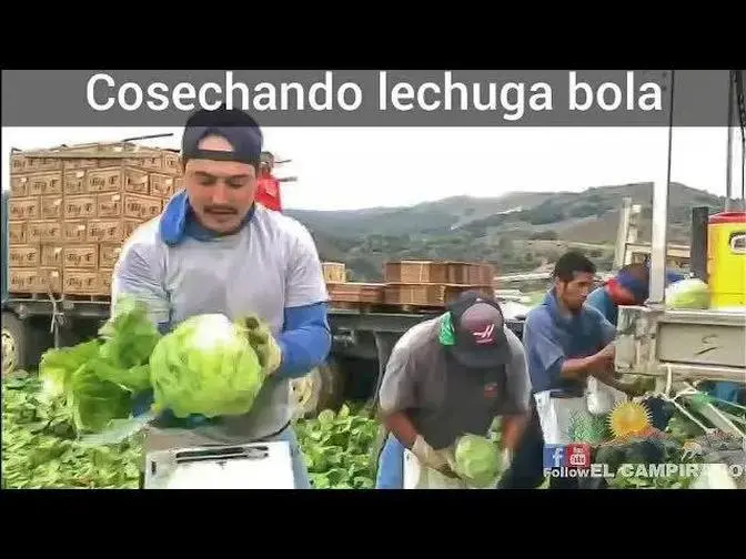 CORTANDO Y EMPACANDO LECHUGA😲,ASI SE LA RIFAN LA RAZA EN LOMPOC CA.