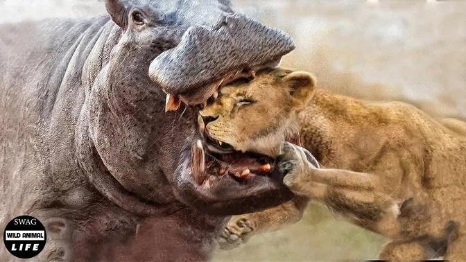 Angry hippo attacks the lion so fiercely and what happened next? | wild animals