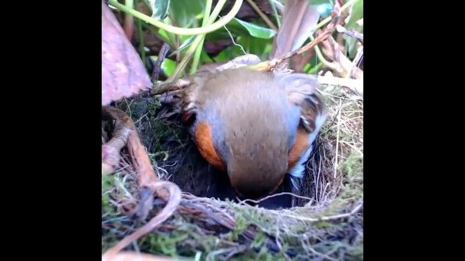 Review BabyBird Nest 🐥 #birds #bird #nest #babybird #birdnest #animals