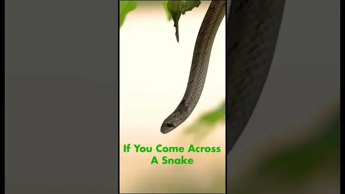 Here’s what you should do when you encounter a snake.