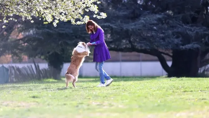 Border collie dog and its owner show off their dancing skills with umbrella