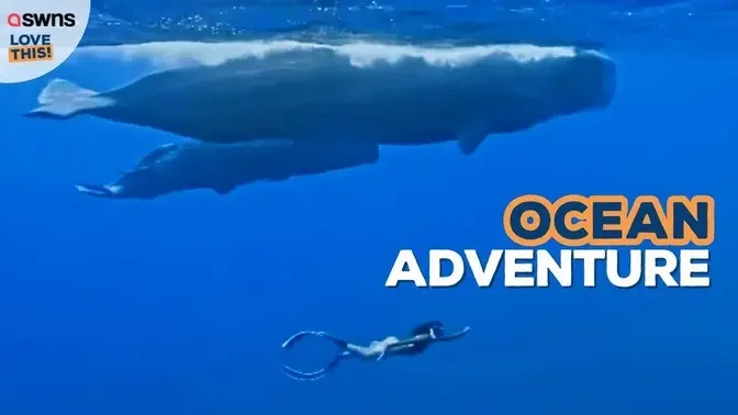 Woman swims alongside sperm whales 😍🐋 | LOVE THIS!