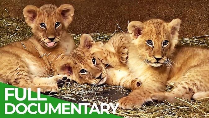 Baby Animals Discovering Their World | Episode 2 | Free Documentary Nature