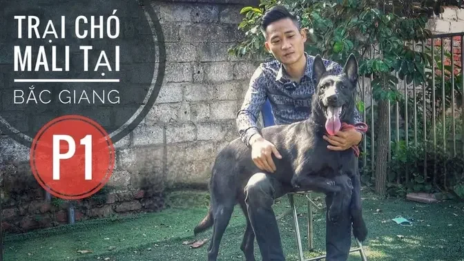 T1: Tới Bắc Giang - Review Trại Chó Malinois Khánh Toàn/ NhamTuatTV - Dog in Vietnam