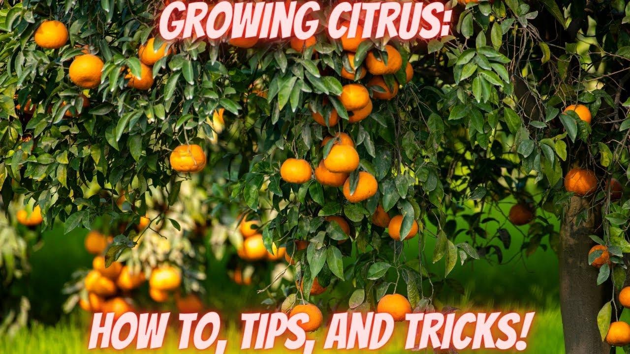 Growing Citrus : How to, Tips, and Tricks