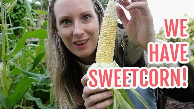 WE HAVE SWEETCORN / EMMA'S ALLOTMENT DIARIES / SEPTEMBER 2021