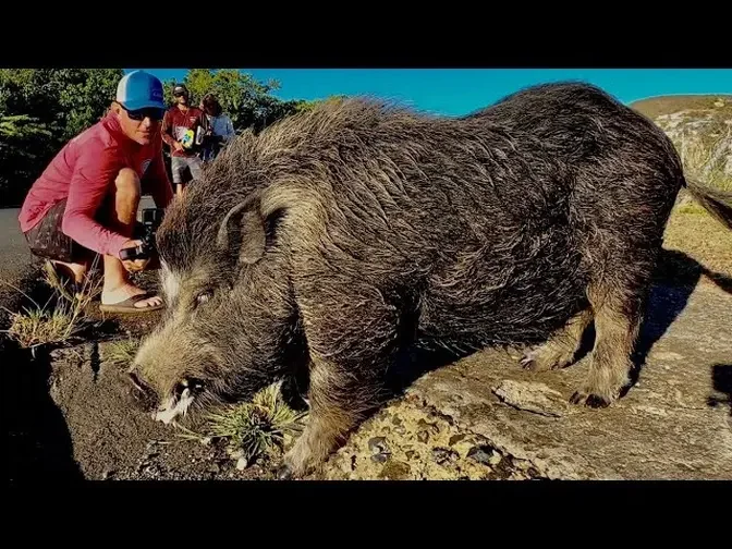 MASSIVE Boar , BEAUTIFUL Islands and INSANELY CLEAR Water! (Our Journey to Culebra Puerto Rico)