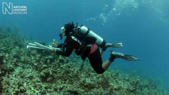 Conserving Caribbean coral reefs: inspiring conservationists for the future | Natural History Museum