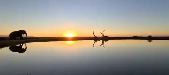 Soak in this INSANELY beautiful clip of an elephant herd silhouetted by stunning sunset backdrop