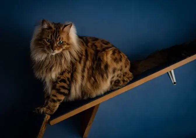 Cashmere Bengal cat and Things you should never do 