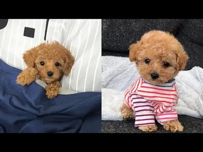 how much dor a toy poodle puppy mini