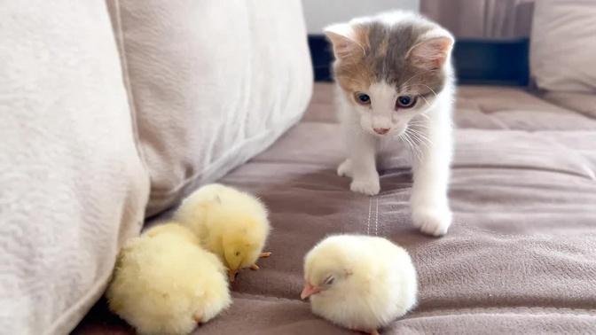 Baby Kitten Reaction to Tiny Chickens