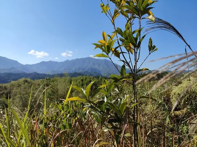 【茶緣文化】茶道新语