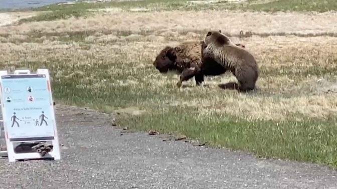 Bear And Bison Fight At Yellowstone National Park