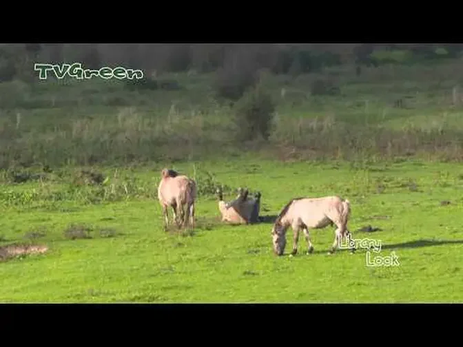 Konik horses, descendants from the last European wild horses, the Tarpan