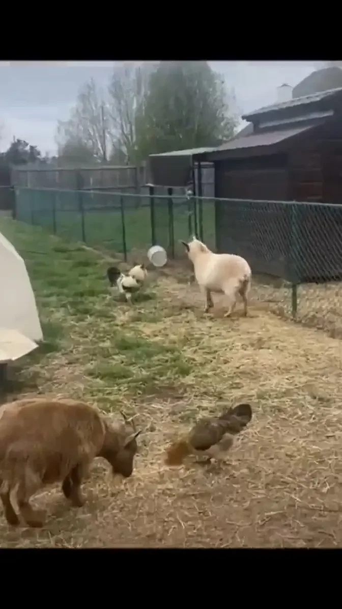 Goat vs Rooster