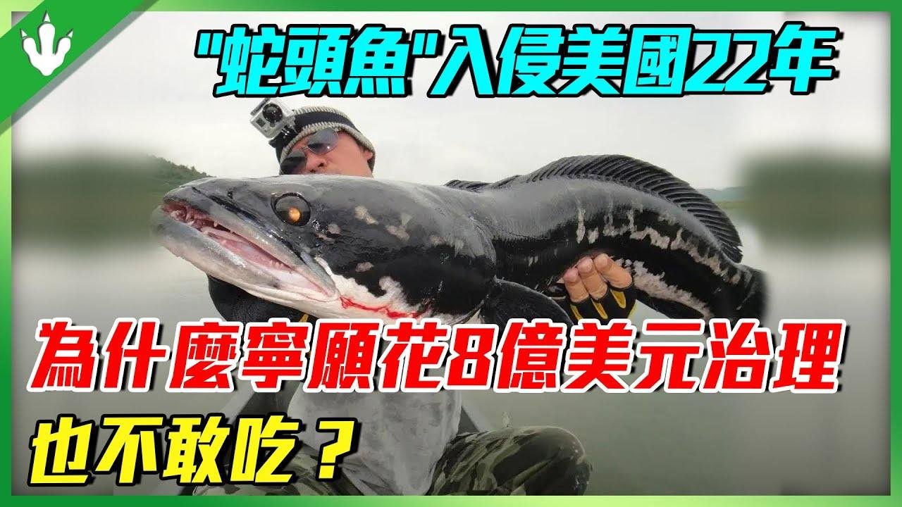 “蛇头鱼”入侵美国22年，花费8亿美元都没有消灭！中国人的美食，为何美国人不敢吃？