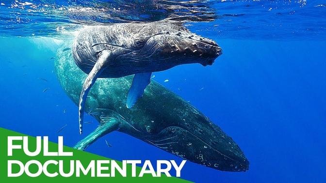 In the Feeding Grounds of the Humpback Whales | Free Documentary Nature