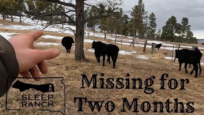 Saving Starving Cows from Spending the Winter in the Mountains