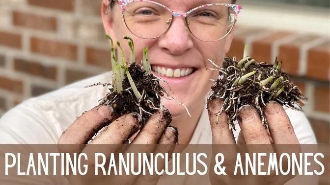 2023 Planting Ranunculus & Anemones 🌸🌸🌸 || Growing Ranunculus & Anemones || Cut Flower Garden