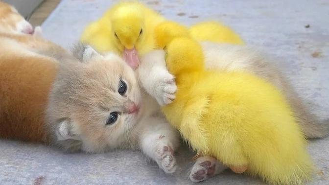 Tiny kitten Mio plays and takes a bath for ducklings. Their daily life are very interesting