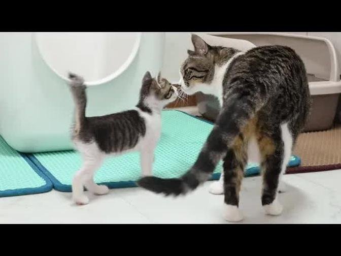 The Rescued Kitten Behaves Very Bravely in front of the Big Cat │ Episode.111