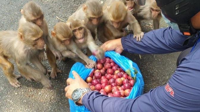 Monkeys eating 25 kg plum | feeding plum to the wild monkey | Thank you Maria Garcia from New York