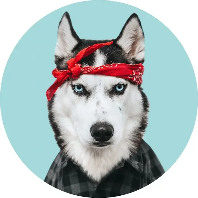 North Yuki Husky