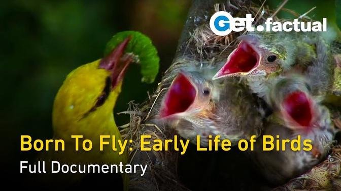 Born to Fly: Early Life Of Birds - Full Nature Documentary