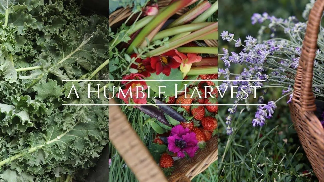 A Peaceful Garden Harvest