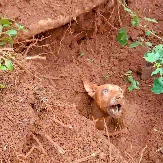 A mother and two pups are rescued after being buried in landslide for tw