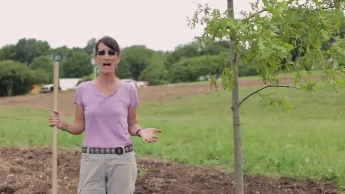 Tree Planting: Mulching