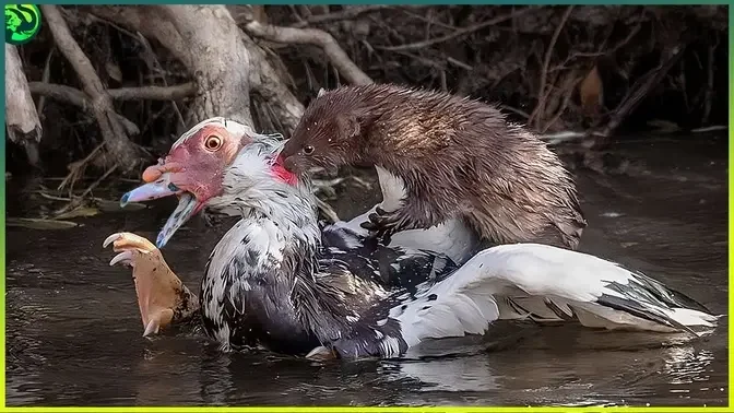 10 Incredible Weasel Mink Attacks Caught on Camera