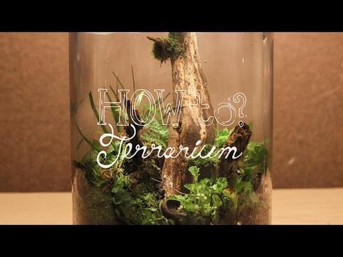 Make a Terrarium w/ Local Materials (Native Terrarium) - How To Terrarium ep.3