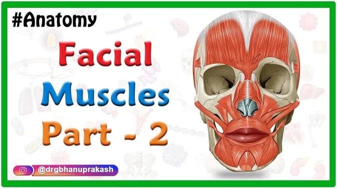Facial Muscles Anatomy Animation Part 2 Oral Group