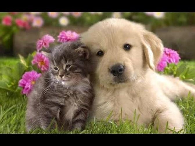 Cute Animals Are Friends - Animal Friendships Compilation 2015 